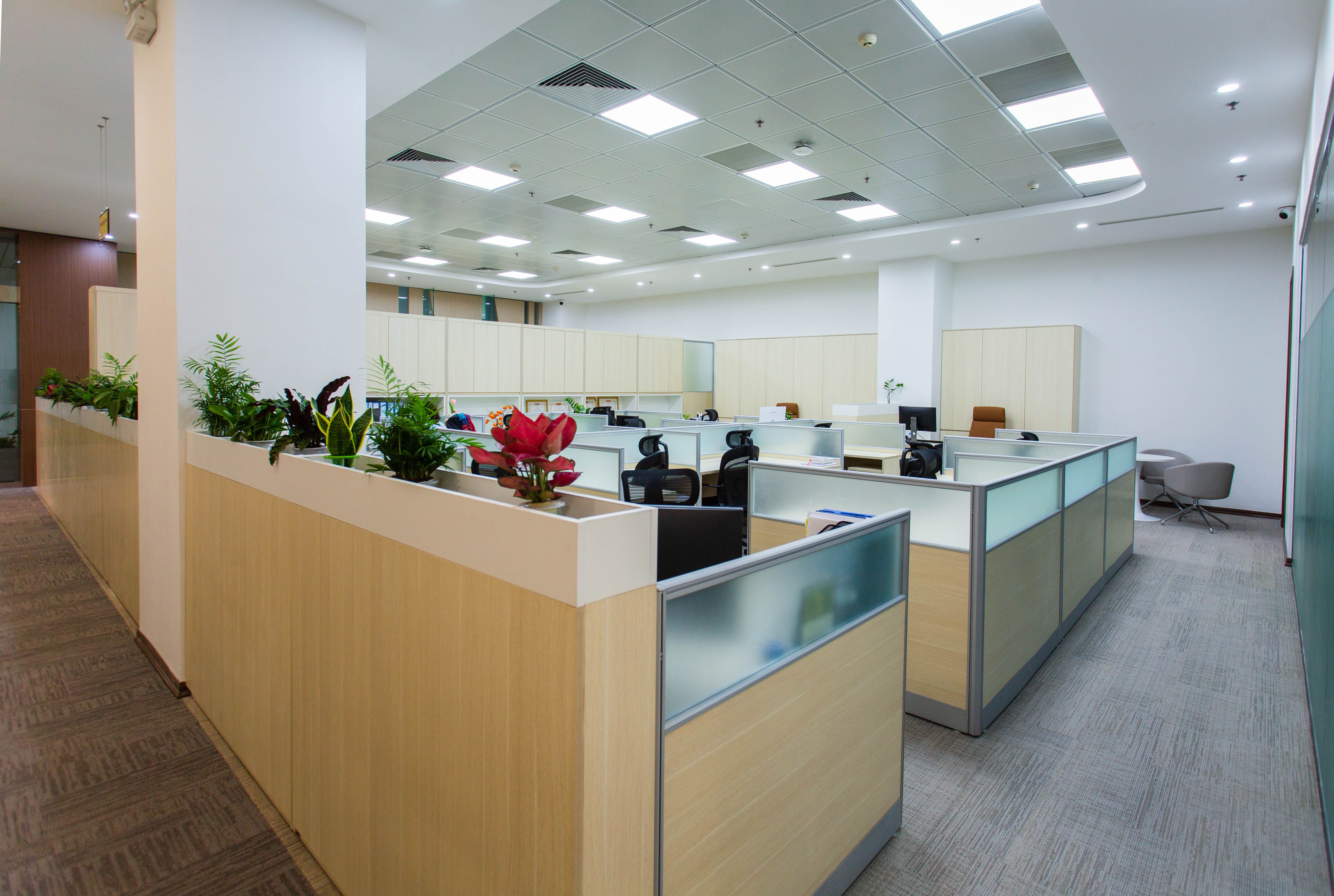 A finished modern open-plan office with rows of frosted-glass workstations, light-oak desks, tropical plants in a long planter divider, and a bright LED drop ceiling.