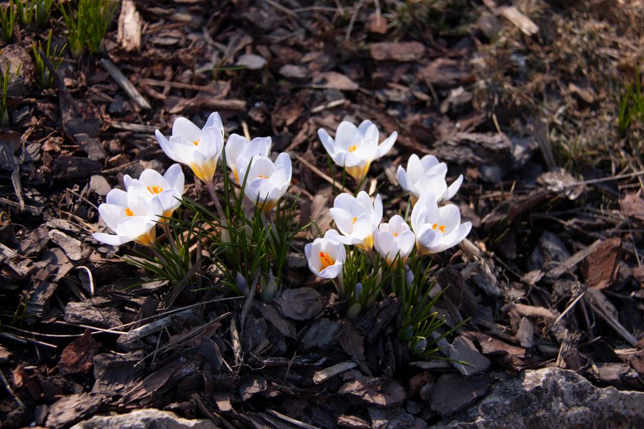 White crocus flowers in spring bloom, growing through a fresh bed of dark brown shredded natural mulch.