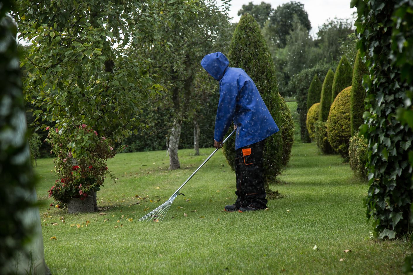 A gardener in a blue hooded rain jacket rakes a green lawn with a fan-shaped leaf rake on a drizzly autumn day, surrounded by conifers and a flowering rose.