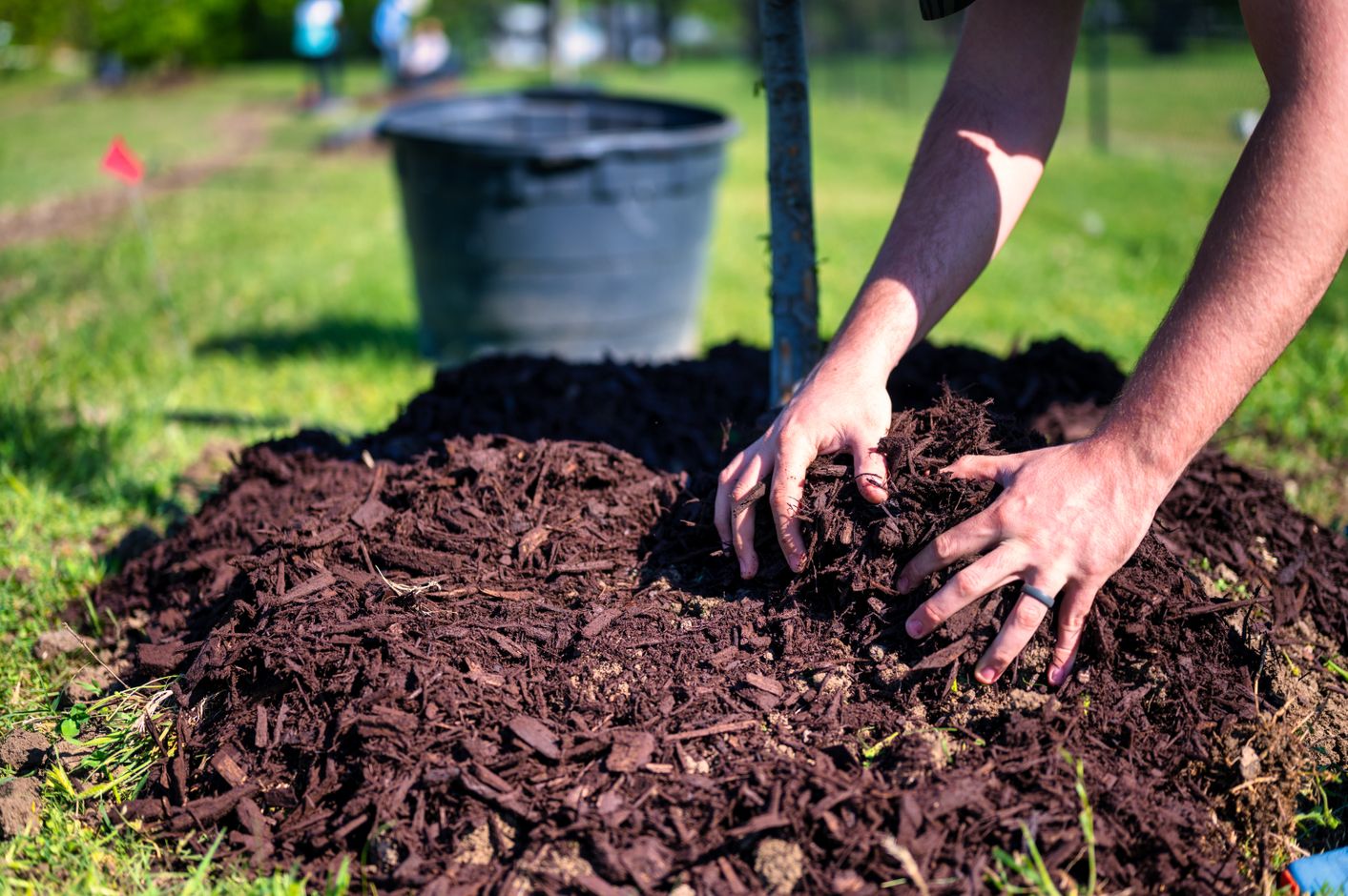 A gardener's hands spread dark shredded hardwood mulch around the base of a freshly planted young tree with a slender support stake.
