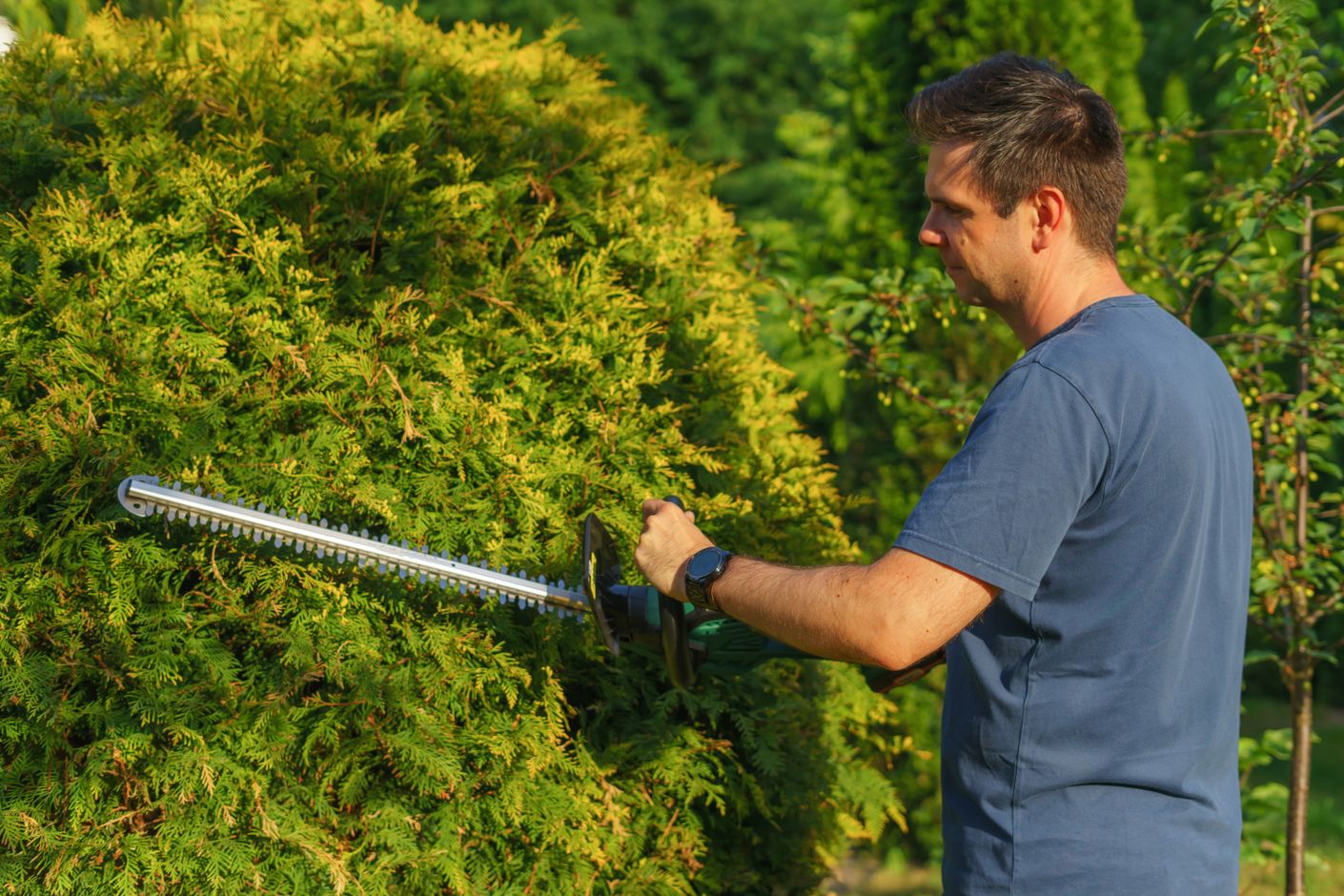 A man in a navy t-shirt trims a lush green thuja hedge with an electric long-blade hedge trimmer on a sunny day.