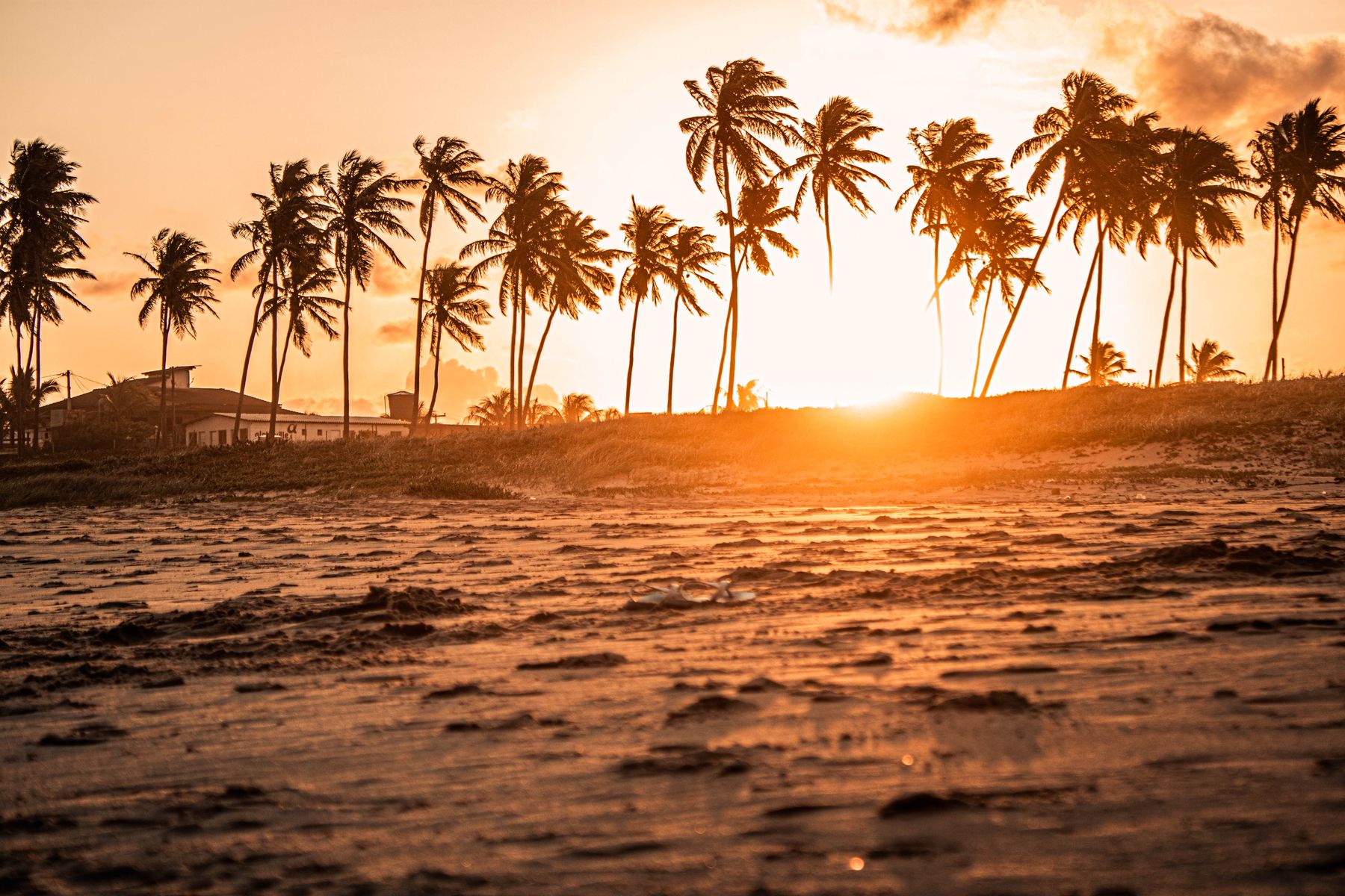 A row of tall coconut palm trees silhouetted against a brilliant orange and gold tropical sunset, with rippled dark wet sand in the foreground.